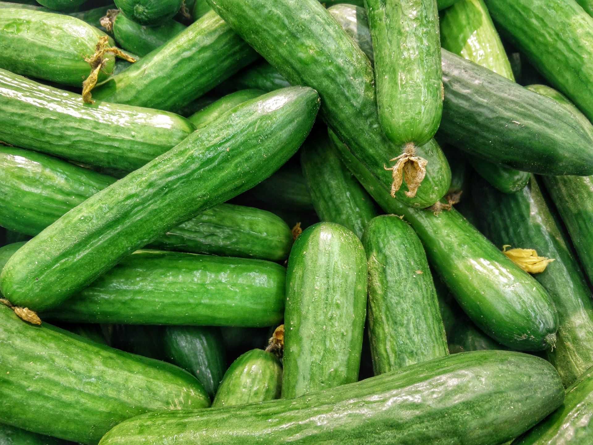 Cucumbers on Keto: Why cucumbers will help with starting Keto